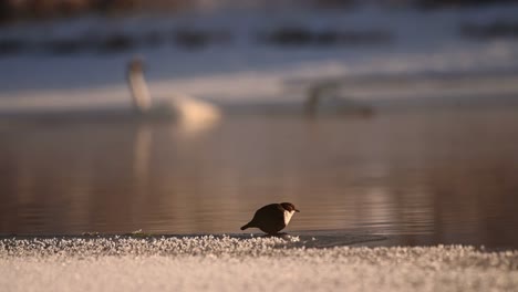 white throated dipper drinks from river's edge, two swans in background