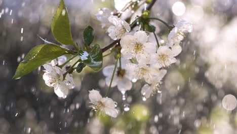 cherry blossom period. drops of spring rain fall on a cherry blossom. shot on super slow motion camera 1000 fps.