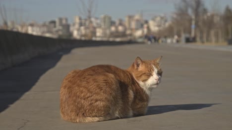 Gato-Naranja-Amarillo-Mirando-A-Su-Alrededor-Y-Jugando-En-Cámara-Lenta-4k-Uhd