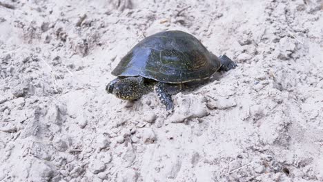 european river turtle crawling by wet sand to the water. 4k. close up