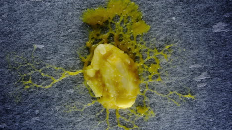close-up of yellow slime mold (physarum polycephalum) on a textured surface