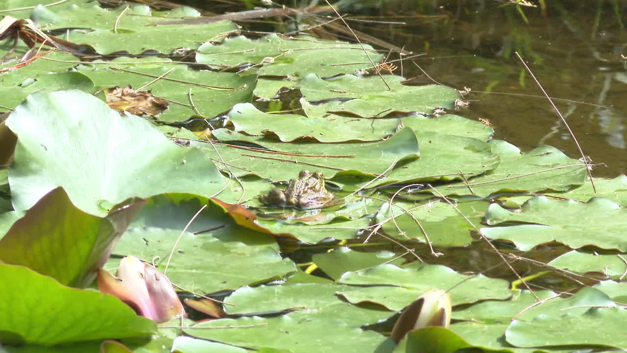 Frog on Lily Pads