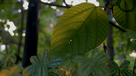 tropical leaf in sunlight