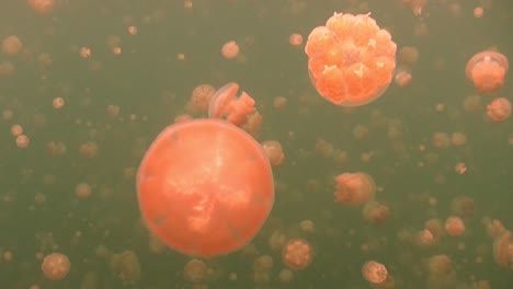 jellyfishes drifting towards the camera in jellyfish lake located in palau islands