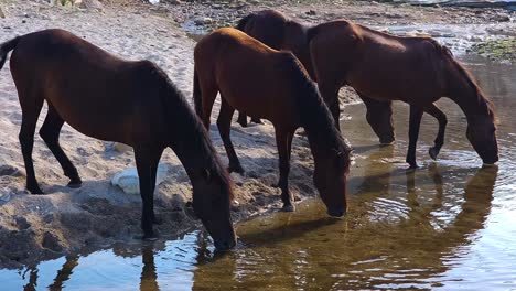 wild and free horses sipping fresh water from a canal on an isolated beach - a stunning display of nature's grace