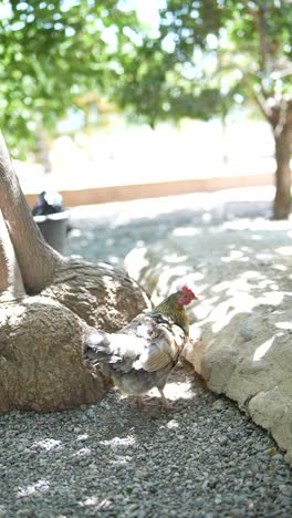 pollos en un jardín