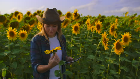 Die-Bäuerin-Beobachtet-Und-Berührt-Die-Sonnenblumen.-Sie-Genießt-Das-Tolle-Wetter-Im-Sonnenblumenfeld.-Ein-Wunderschöner-Tag-In-Der-Natur.