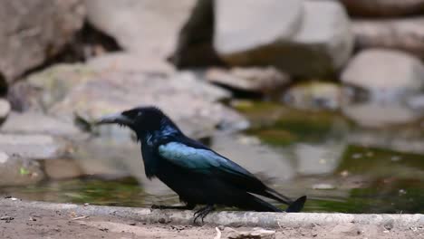 El-Drongo-Con-Cresta-De-Pelo-O-Es-Un-Ave-En-Asia-De-La-Familia-Dicruridae-Que-Era-Conespecífico-Con-Dicrurus-Bracteatus-O-Drongo-Con-Lentejuelas-En-El-Que-Puede-Ser-Difícil-Diferenciar-Entre-Sí