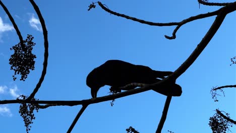 a crow silhouetted on a branch eating berries, serene mood, hama rikyu gardens