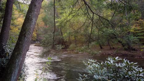 una toma de foque de un río que fluye hacia adelante detrás de un arbusto y dos troncos de árboles