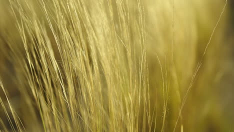 yellow and dried hay slowly moving towards the left side of the screen as the wind blows gently