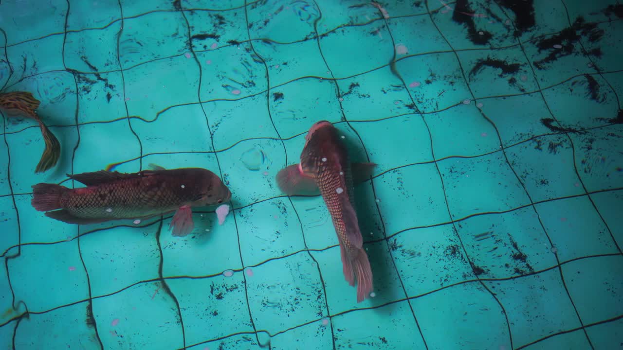 거대 고라미, 오스프로네무스 고라미