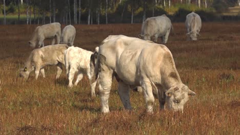 White-beef-cows-graze-in-a-green-meadow