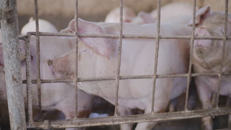 pigs in a farm pen