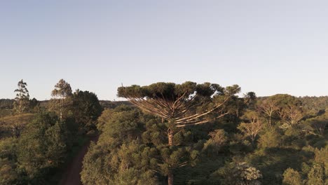 approaching and closer landscape movement aerial drone view from the irigoyen araucaira tree
