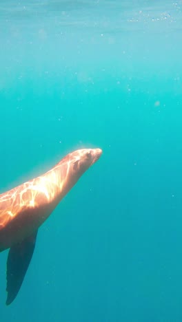 Robbe-Schwimmt-Unter-Dem-Meer-An-Die-Oberfläche-Mit-Sonnenlichtreflexion