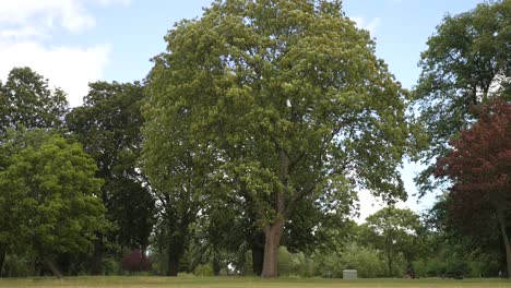 Large-tree-branches-swaying-in-strong-winds,-in-Slow-Motion