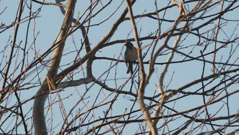 Hidden-bird-washes-himself-on-a-tree-branch