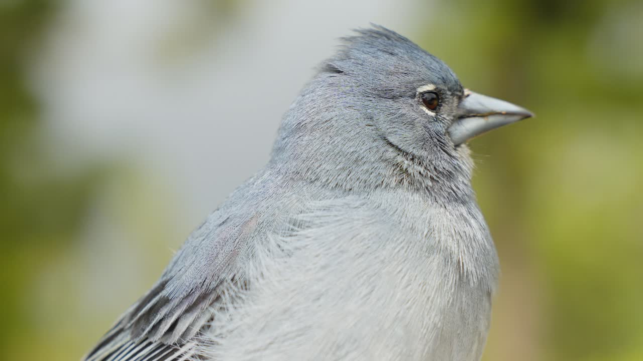 Beautiful Tenerife blue chaffinch looking around, focus on foreground, closeup