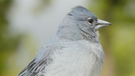 beautiful tenerife blue chaffinch looking around, focus on foreground, closeup