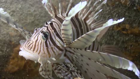 Lionfish-at-Junkyard-4