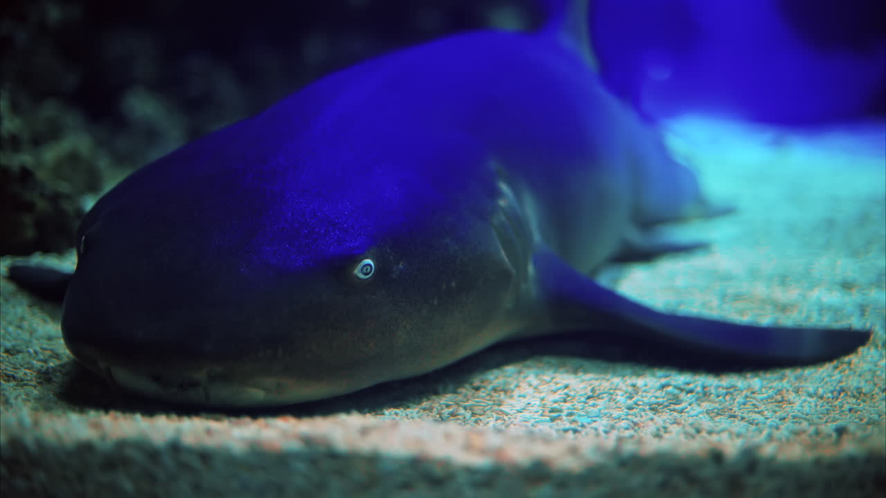 Close up of a Nurse shark in the water