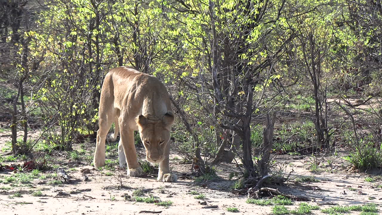 암사자 는 숲 에서 새끼 들 의  ⁇ 새 를 찾기 위해 주변 을  ⁇ 새 를 맡는다