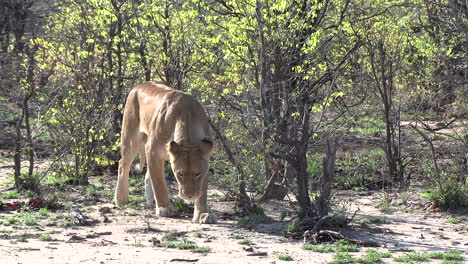 una leona huele los alrededores buscando el olor de sus cachorros en el bosque