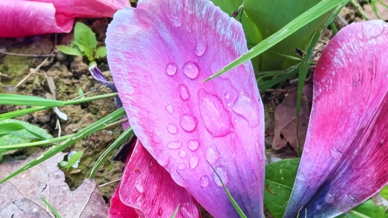 Petali di tulipano rosa (Tulipa gesneriana) con goccioline d'acqua in un ambiente da giardino tra erba e terra con texture e dettagli di colore naturali, inizio primavera, macro primo piano, panoramica e rivelazione