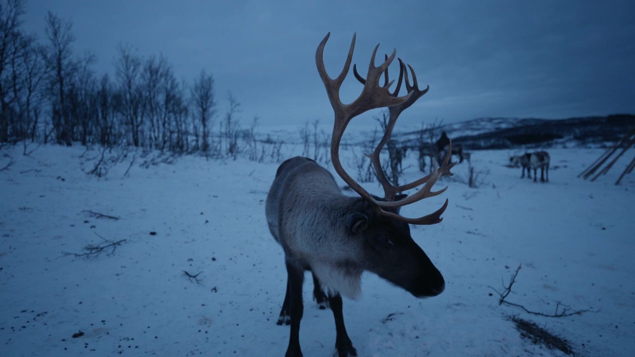 Rensdyr med store gevirer står på sneklædt arktisk slette i Norge