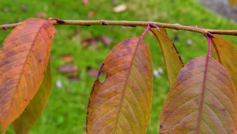 Close-up-shot-of-dried-yellow-leaves-in-the-tree