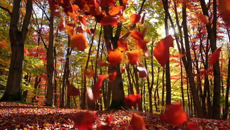 autumn forest with falling leaves