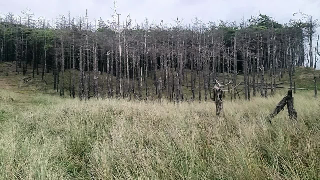 뉴보로 숲 환경 해안 침식  ⁇ 글세이 해안선을 따라 숲 나무에 대한 손상