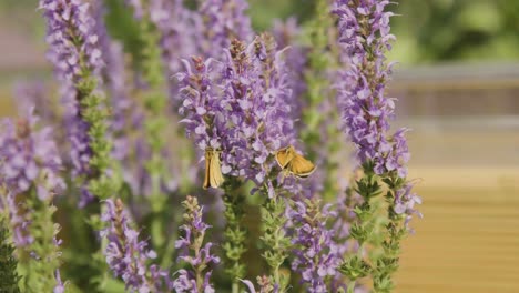 two yellow butterflies fly around beautiful purple flowers