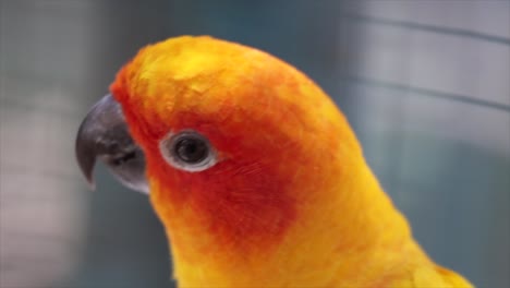 un primer plano de un pájaro tropical naranja y amarillo en kuala lumpur, malasia