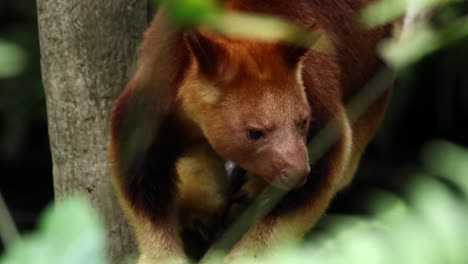 un vistazo a un canguro de árbol