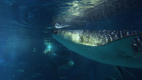 whale shark swimming in a large aquarium