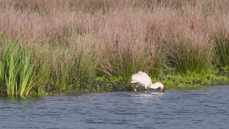 pájaro de cuchara eurasiático barriendo las aguas poco profundas del río con su pico