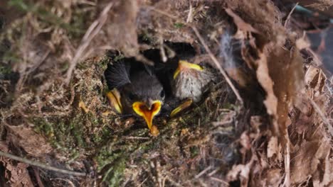 The-baby-birds-in-the-nest-are-waiting-for-food-from-the-mother-bird-where-the-mother-is-looking-for-food