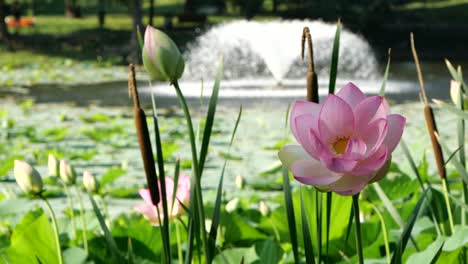 慢动画的迷人粉红色莲花,湖<unk>喷泉的背景