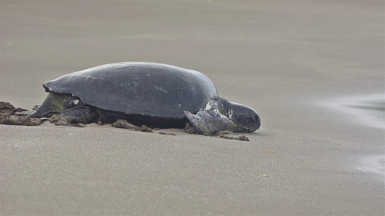 tortuga verde regresando al océano en playa espumilla en la isla de santiago en el parque nacional de las islas galápagos y reserva marina ecuador