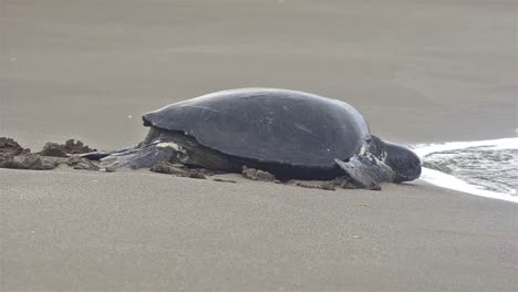green sea turtle returning to the ocean at playa espumilla on santiago island in the galapagos islands national park and marine reserve ecuador
