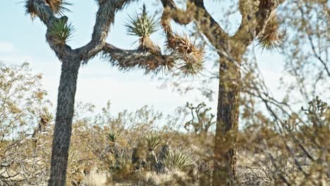 Joshua-Tree-En-El-Parque-Nacional-Joshua-Tree-En-California-Con-Video-Inclinando-Hacia-Abajo-Dos-árboles