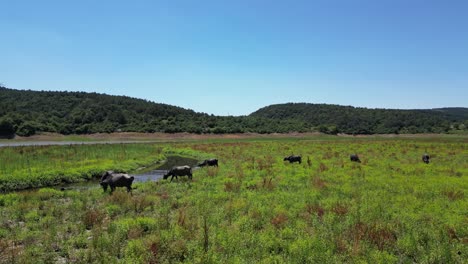 Drone-descends-across-muddy-lowland-river-over-water-buffalo-drinking