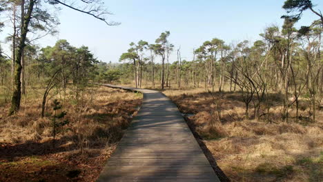 Decking-Pathway-Amidst-The-Tall-Trees-During-Sunny-Day-In-Twickle-Estate-In-Netherlands