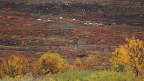 Una-Manada-De-Renos-Se-Mueve-Por-La-Tundra-Otoñal