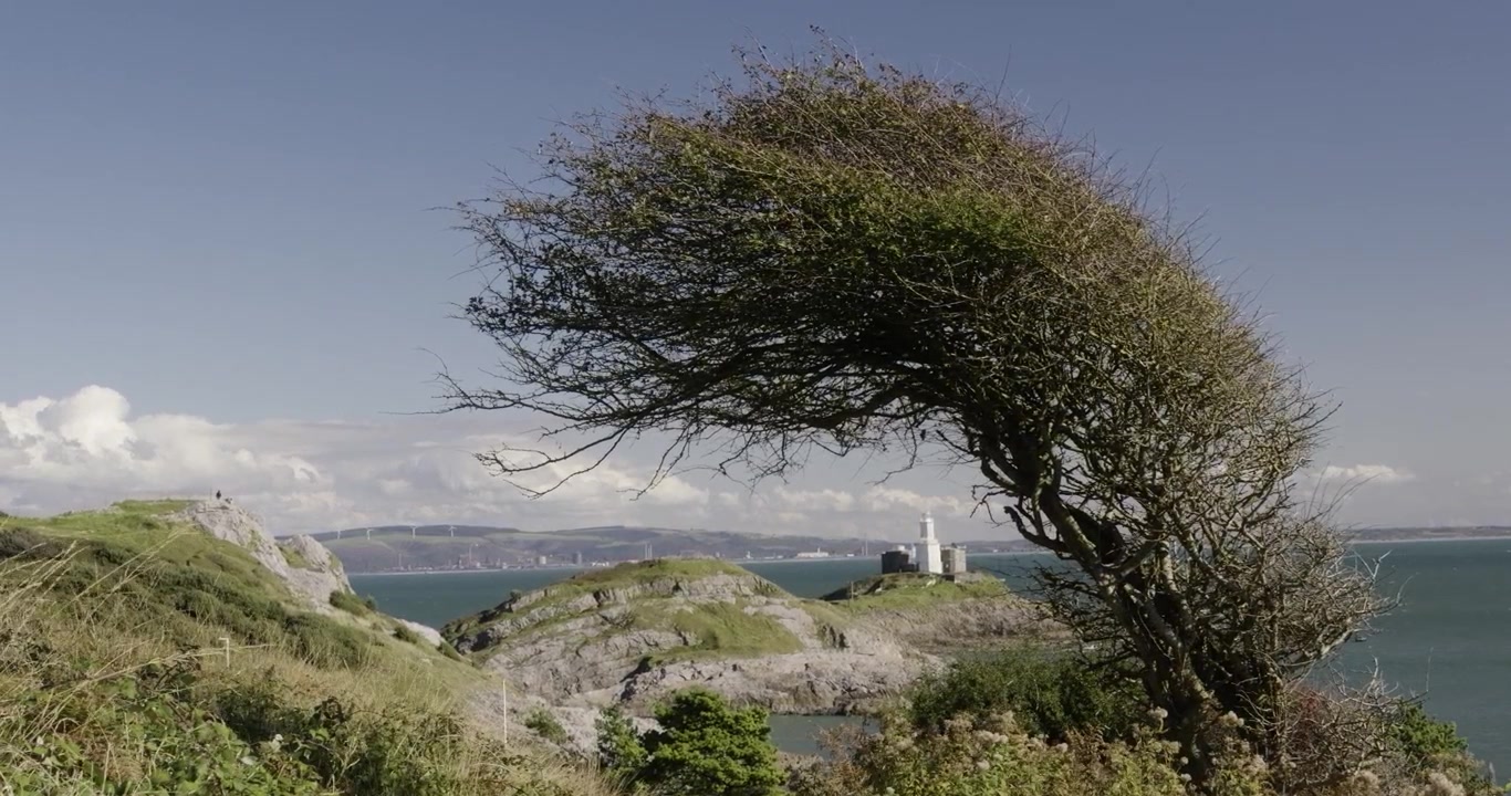 Ampia ripresa panoramica di un albero piegato dal vento che si affaccia drammaticamente sulle scogliere della Penisola di Hel e sul faro bianco, con il calmo Mar Baltico blu e un cielo diurno limpido. Nessuna persona, dettagli nitidi.
