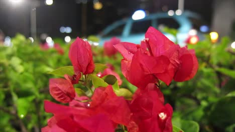 Flor-Roja-Con-Fondo-Bokeh-Nocturno