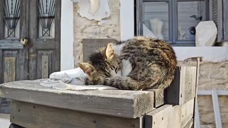 cat sleeping on a wooden table in greece