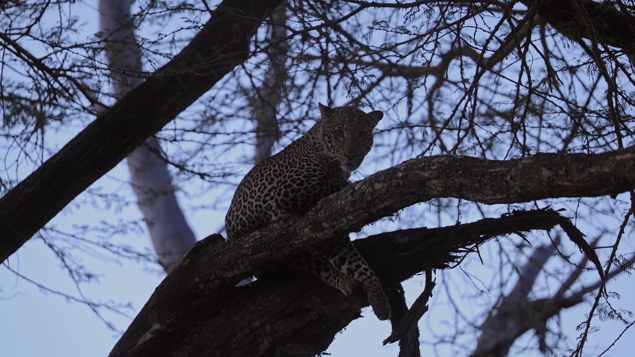 Alacakaranlıkta, mavi saatte, gece bir ormanda ağaç dalında yatan sinematik ağır çekim leopar, Afrika safari hayvanları, Kenya'da karanlıkta Afrika vahşi yaşam safarisinde bir yırtıcı.